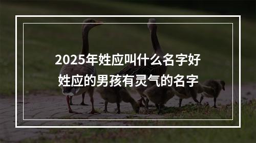 2025年姓应叫什么名字好 姓应的男孩有灵气的名字