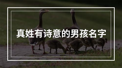 真姓有诗意的男孩名字