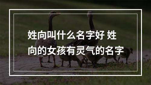 姓向叫什么名字好 姓向的女孩有灵气的名字