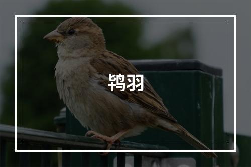 鸨羽