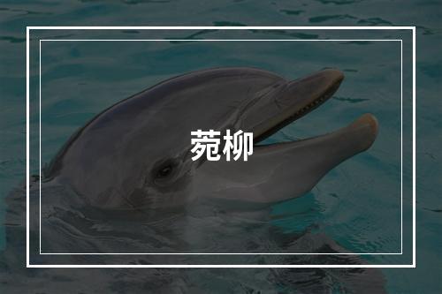 菀柳