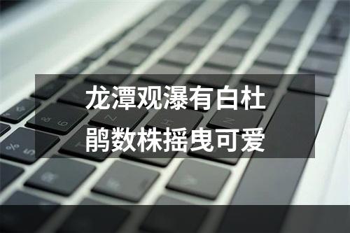 龙潭观瀑有白杜鹃数株摇曳可爱