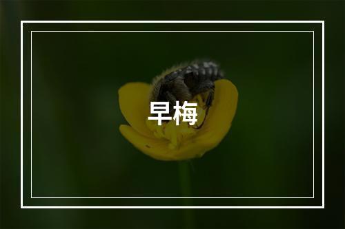 早梅