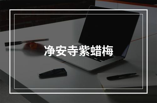 净安寺紫蜡梅
