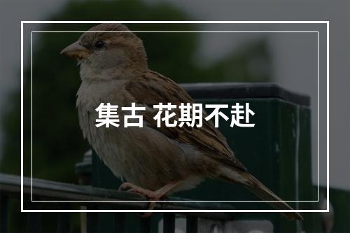 集古 花期不赴