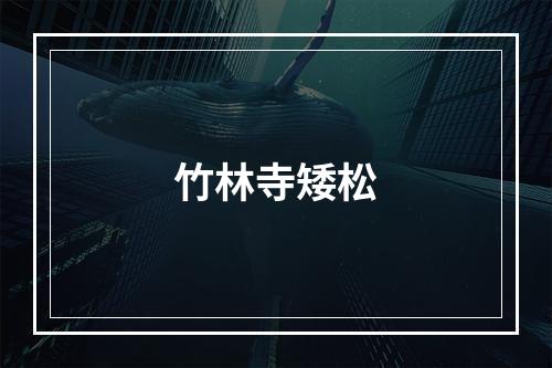 竹林寺矮松