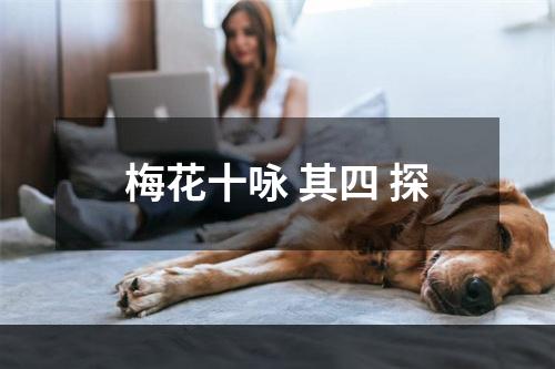梅花十咏 其四 探