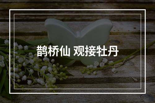 鹊桥仙 观接牡丹