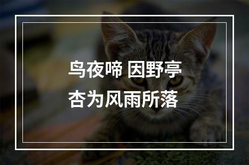 鸟夜啼 因野亭杏为风雨所落