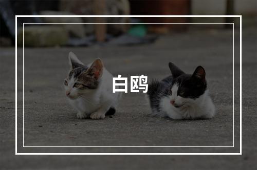 白鸥