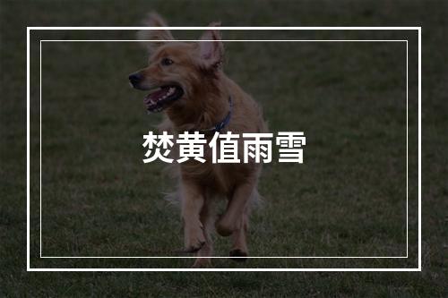 焚黄值雨雪
