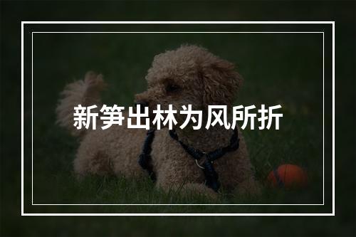 新笋出林为风所折