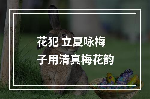 花犯 立夏咏梅子用清真梅花韵