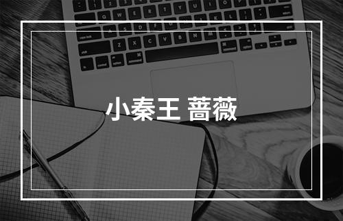 小秦王 蔷薇