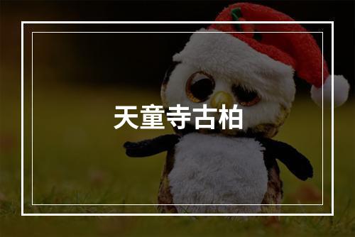 天童寺古柏