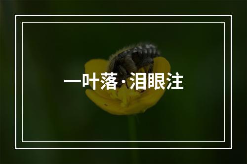 一叶落·泪眼注