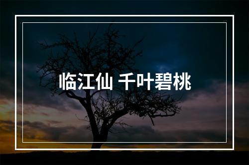 临江仙 千叶碧桃