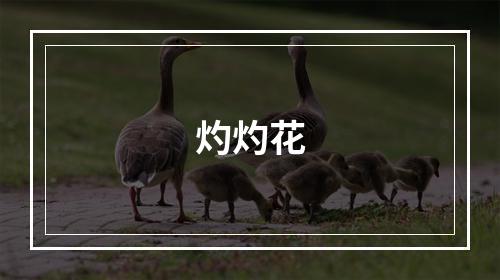 灼灼花
