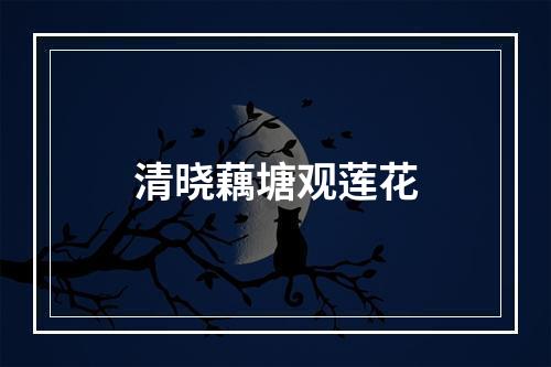 清晓藕塘观莲花
