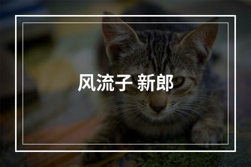 风流子 新郎