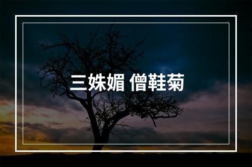 三姝媚 僧鞋菊