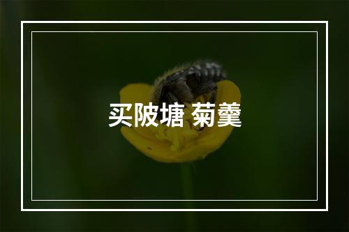 买陂塘 菊羹