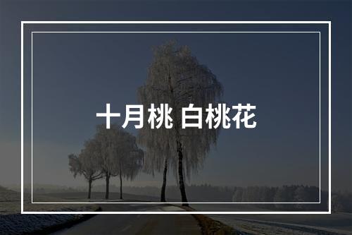 十月桃 白桃花
