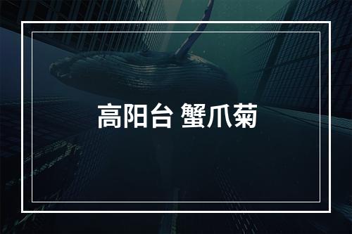 高阳台 蟹爪菊