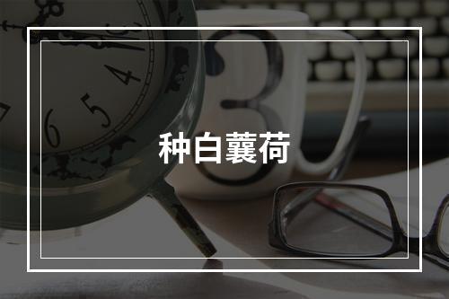 种白蘘荷