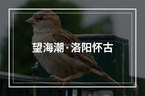 望海潮·洛阳怀古
