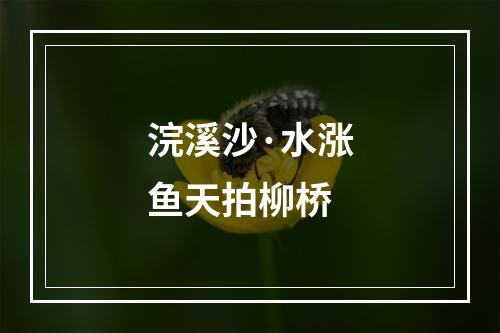 浣溪沙·水涨鱼天拍柳桥