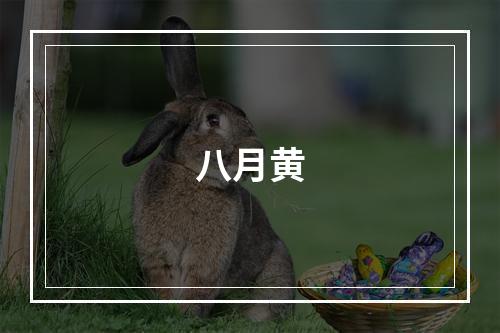 八月黄