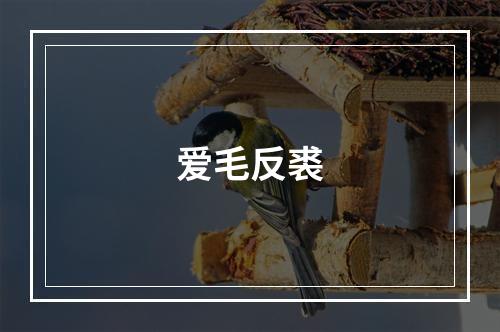爱毛反裘