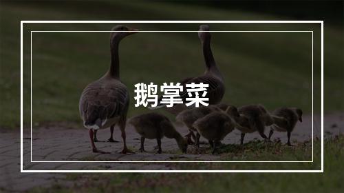 鹅掌菜