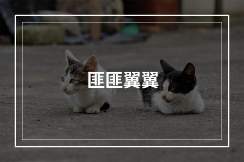 匪匪翼翼