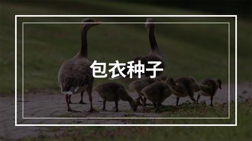 包衣种子